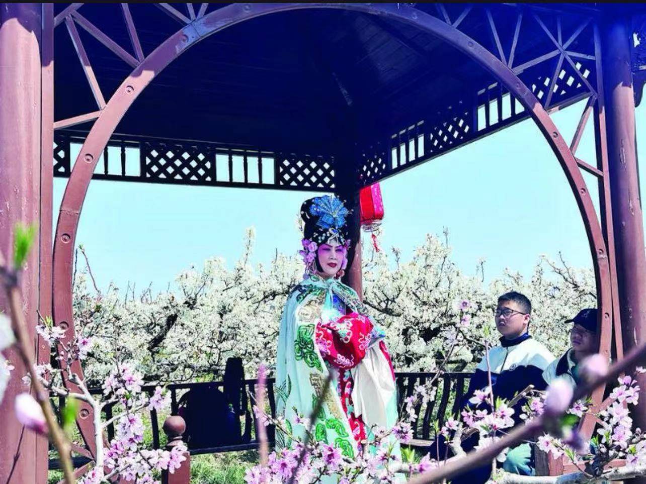 九游娱乐文化：风起梨花醉！这个周末烟台两场梨花节争奇斗艳(图3)