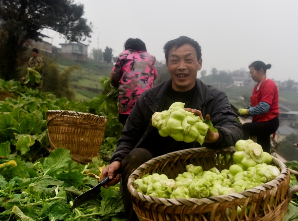 第七届重庆·涪陵榨菜产业国际博览会2025年1月3日开幕