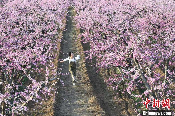九游娱乐：山西新绛深耕桃花IP：朵朵桃花催生农旅融合产业链