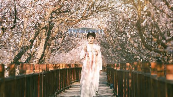 花开托克逊歌声传四方：原创歌曲《杏花仙子》音乐正式发布用歌声绘就“新疆第一春”的童话(图2)